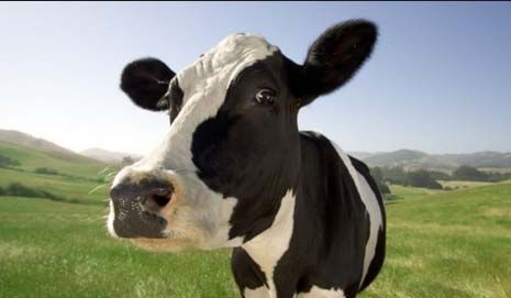 breeding cattle milk study feasibility 666014282 - دراسة جدوى مشروع تربية الابقار الحلوب